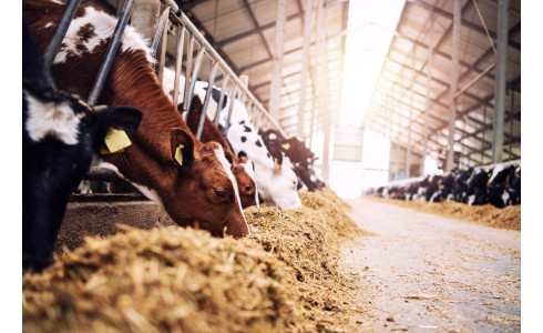 Brumisation et climatisation en salle de traite