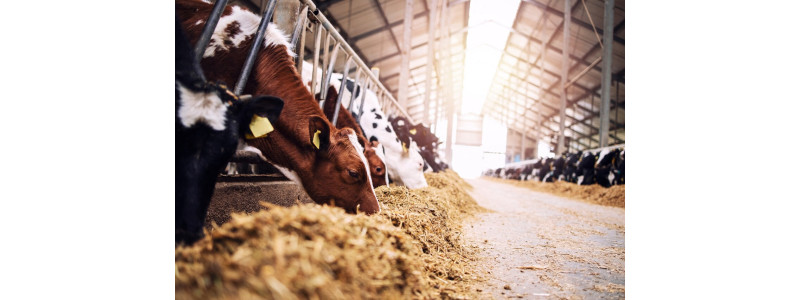 Brumisation et climatisation en salle de traite