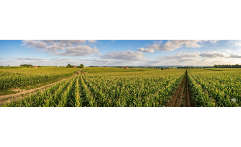 AGRI-REPORTAGE : MAÏS SIBELIO