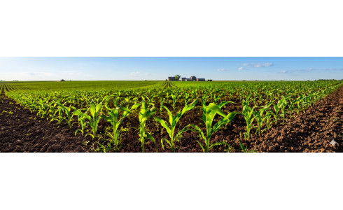 AGRI-REPORTAGE | Biostimulants sur maïs